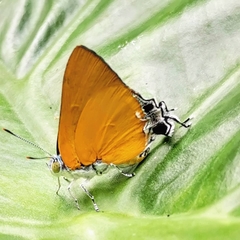 Pseudotajuria donatana