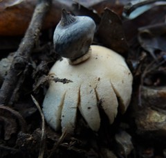 Geastrum pectinatum