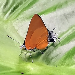 Pseudotajuria donatana