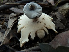 Geastrum pectinatum