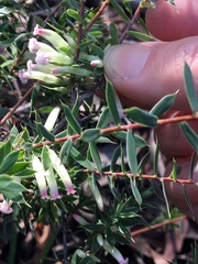 Styphelia mitchellii