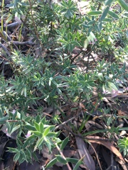 Styphelia mitchellii