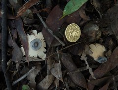 Geastrum pectinatum