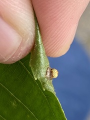 Caryomyia striolacrustum