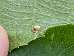 Caryomyia striolacrustum