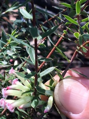 Styphelia mitchellii