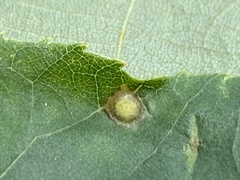 Caryomyia striolacrustum