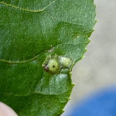 Caryomyia striolacrustum