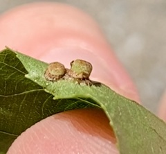 Caryomyia striolacrustum