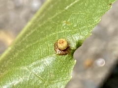 Caryomyia striolacrustum