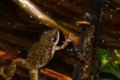Pseudacris clarkii