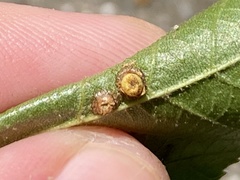 Caryomyia striolacrustum