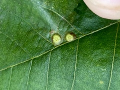 Caryomyia striolacrustum