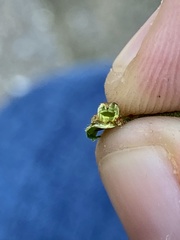 Caryomyia striolacrustum