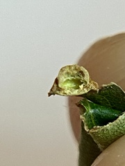 Caryomyia striolacrustum