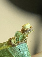 Caryomyia striolacrustum
