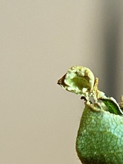 Caryomyia striolacrustum