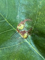 Caryomyia striolacrustum