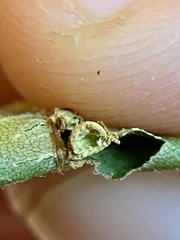 Caryomyia striolacrustum