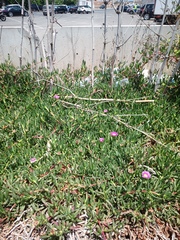 Carpobrotus chilensis
