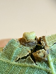 Caryomyia striolacrustum