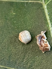 Caryomyia striolacrustum