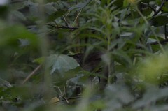 Helopsaltes fasciolatus