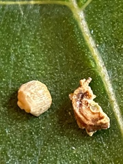 Caryomyia striolacrustum