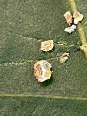 Caryomyia striolacrustum