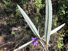 Solanum limitare