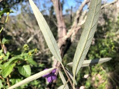 Solanum limitare