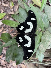 Papilio hesperus hesperus