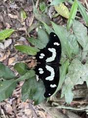 Papilio hesperus hesperus