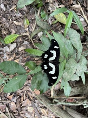 Papilio hesperus hesperus