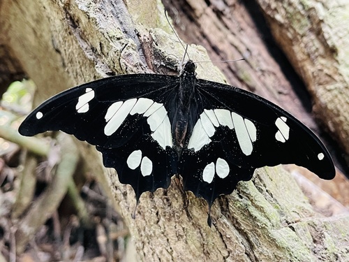 Hesper’s Bush Kite Swallowtail