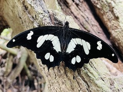 Papilio hesperus hesperus