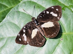 Aterica galene extensa