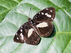Aterica galene extensa