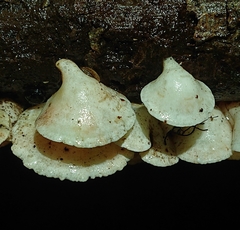 Gloeoporus phlebophorus