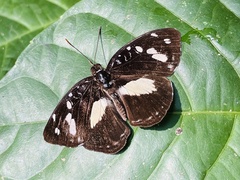 Aterica galene extensa