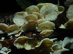 Gloeoporus phlebophorus