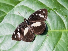 Aterica galene extensa