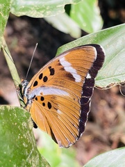 Euphaedra preussi preussi