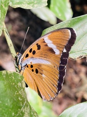 Euphaedra preussi preussi