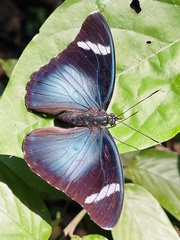 Euphaedra preussi preussi