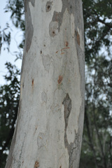 Phascolarctos cinereus