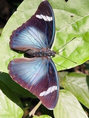 Euphaedra preussi preussi