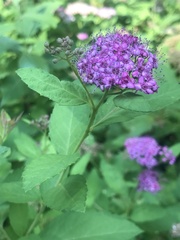 Spiraea japonica