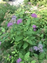 Spiraea japonica