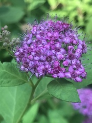 Spiraea japonica